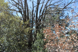 Quercia monte Arso